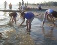 Seining at Pascagoula Beach